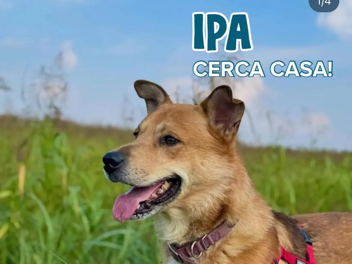 Adozione cane, maschio, Razza sconosciuta Razza sconosciuta, 7 anni e 9 mesi, taglia media, Milano