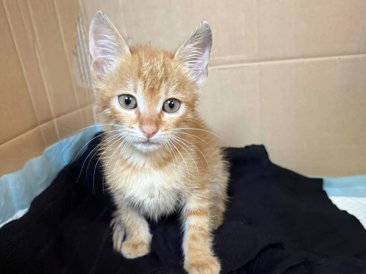 Adotta un gatto, maschio, 2 mesi, Caserta