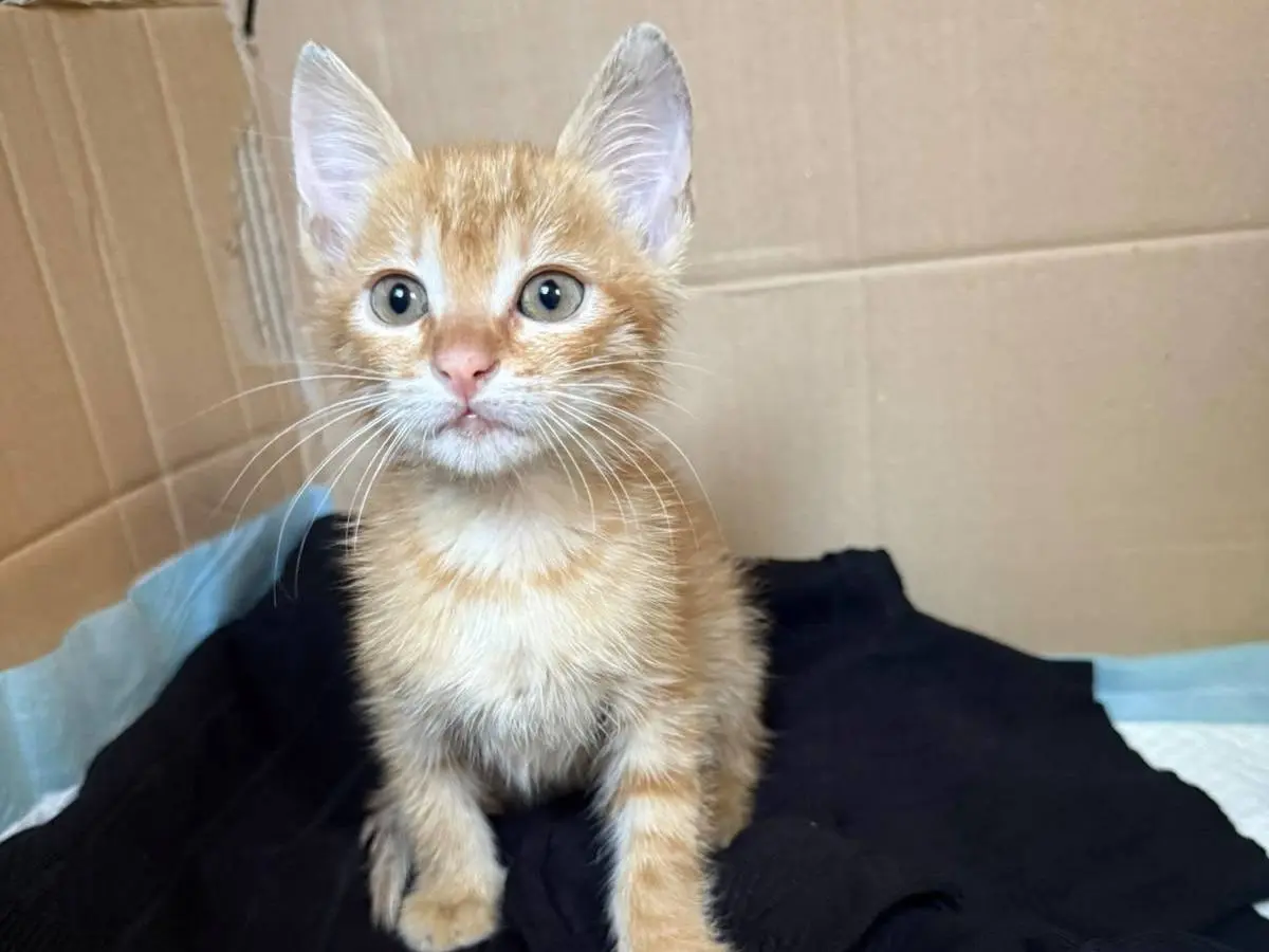 Adozione gatto, maschio, Razza sconosciuta Razza sconosciuta, 2 mesi, taglia non valida, Caserta