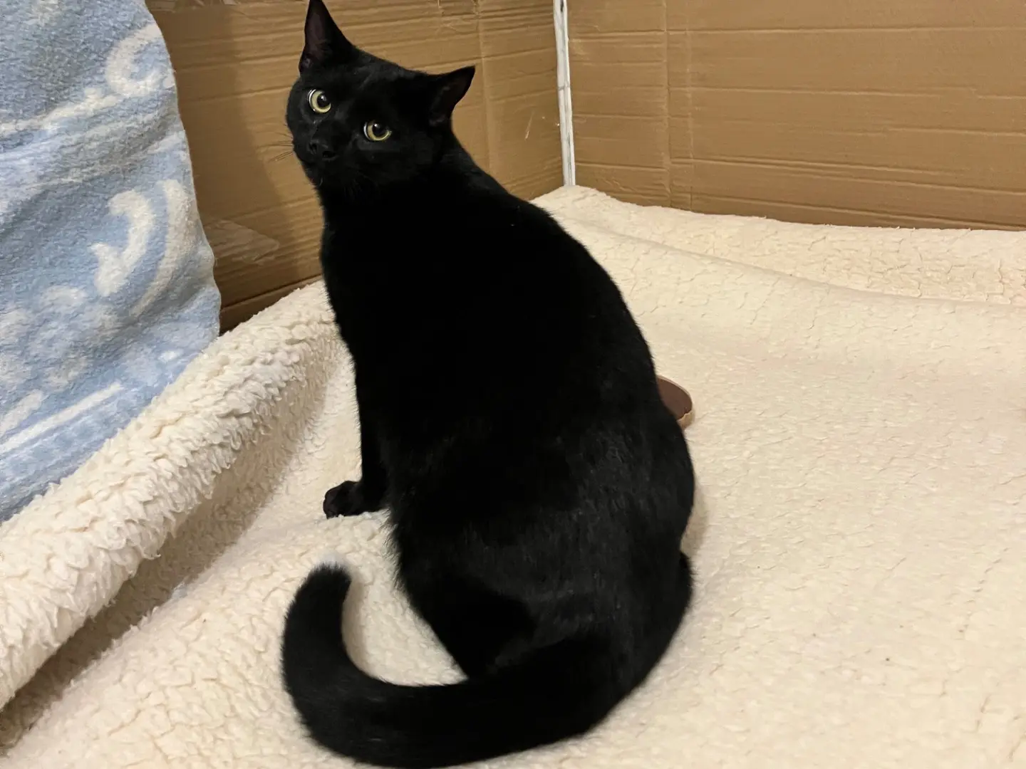 Adozione gatto, maschio, Razza sconosciuta Razza sconosciuta, 1 anno e 8 mesi, taglia non valida, Padova