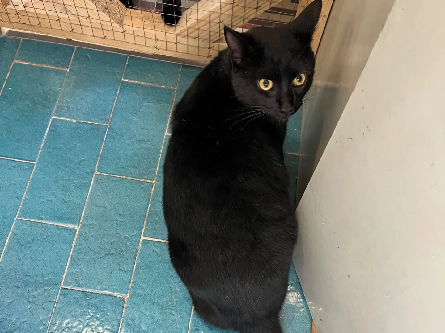 Adotta un gatto, maschio, 1 anno e 8 mesi, Padova