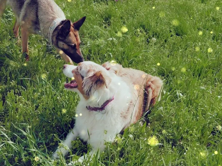 Foto 3 dell'animale