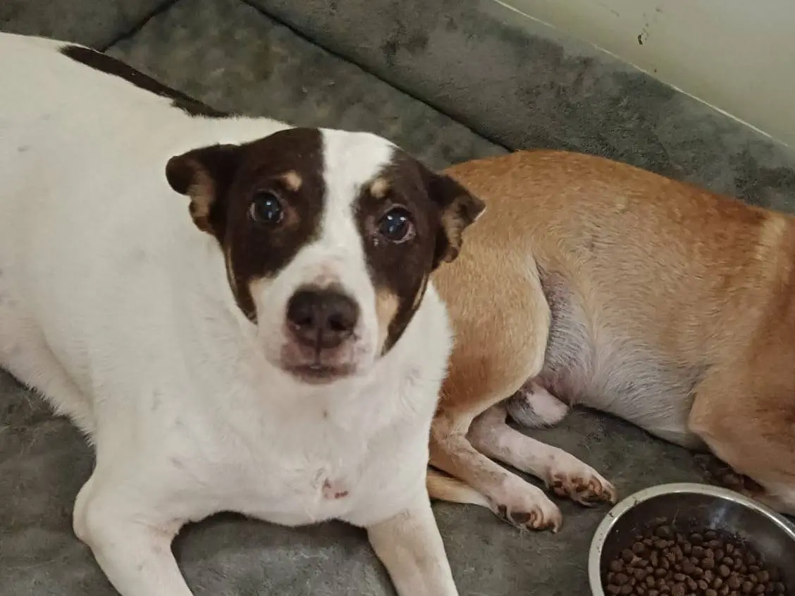 Adozione cane, femmina, Razza sconosciuta Razza sconosciuta, 8 anni, taglia media contenuta, Torino