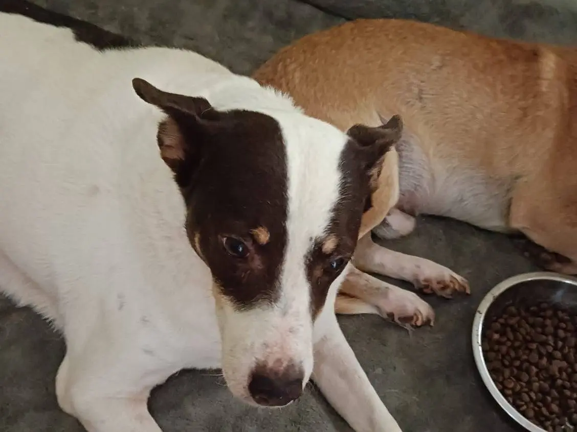 Adotta un cane, femmina, 8 anni, Torino