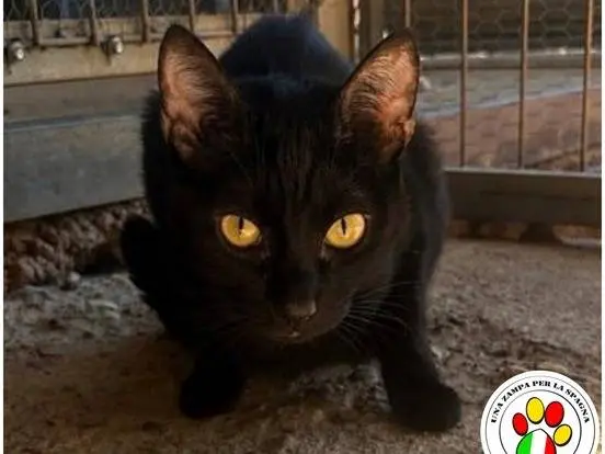 Adozione gatto, femmina, Razza sconosciuta Razza sconosciuta, 1 anno e 4 mesi, taglia non valida, Milano