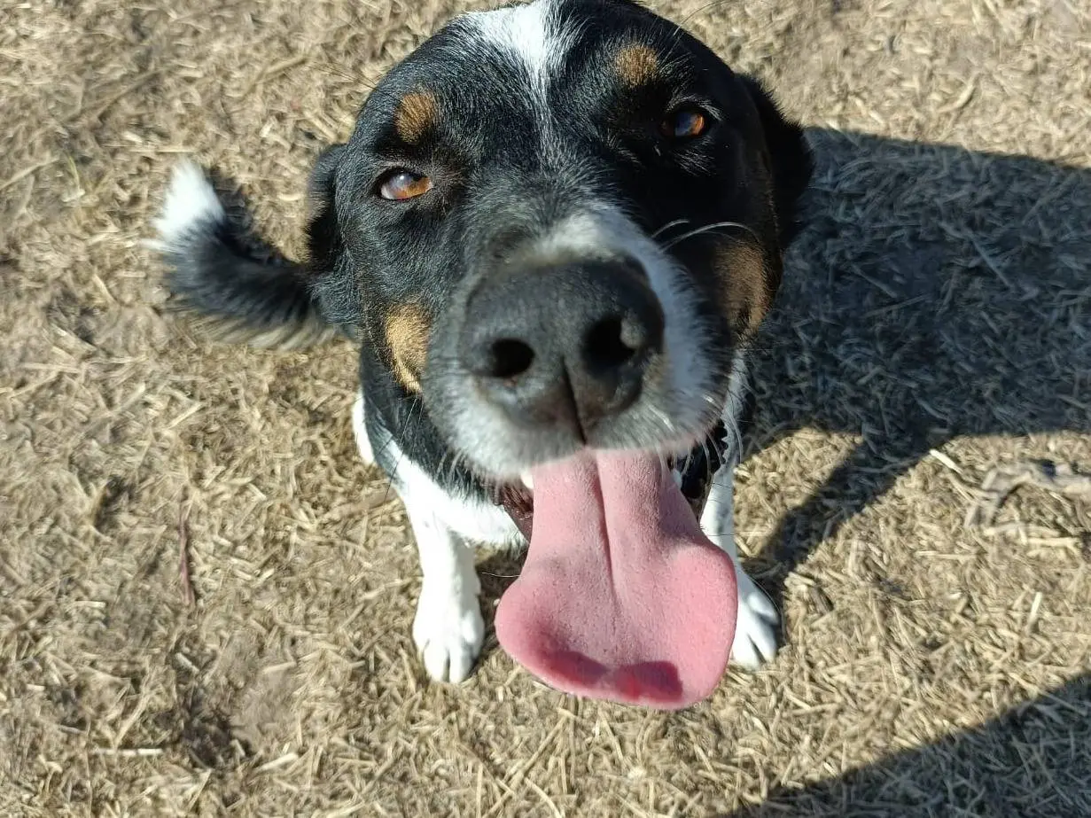 Adotta un cane, maschio, 5 anni e 2 mesi, Sassari
