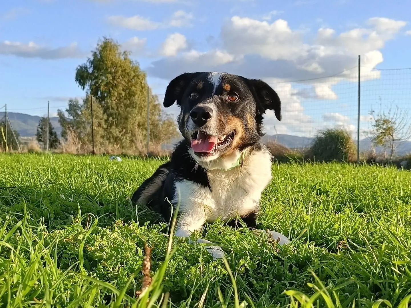Adozione cane, maschio, meticcio, 5 anni e 2 mesi, taglia media contenuta, Sassari