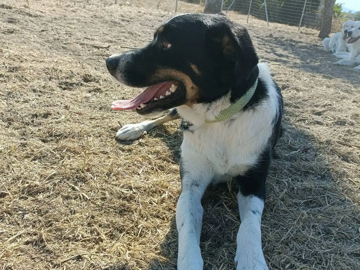 Adotta un cane, taglia media contenuta, maschio, Sassari