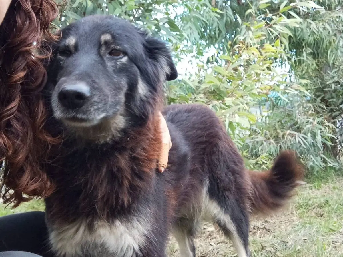 Vuoi adottare un cane a Caserta?