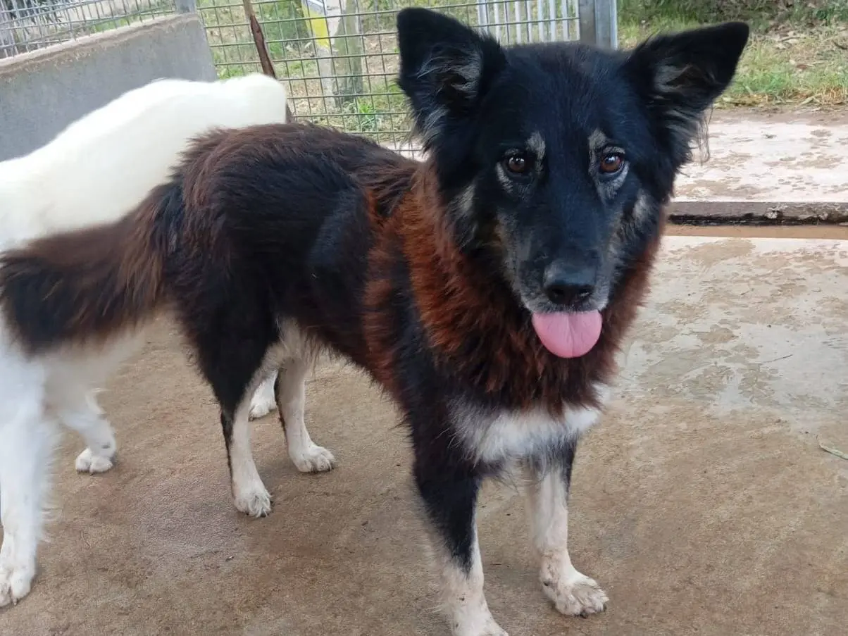 Adozione cane, femmina, Razza sconosciuta Razza sconosciuta, 7 anni e 11 mesi, taglia media, Caserta
