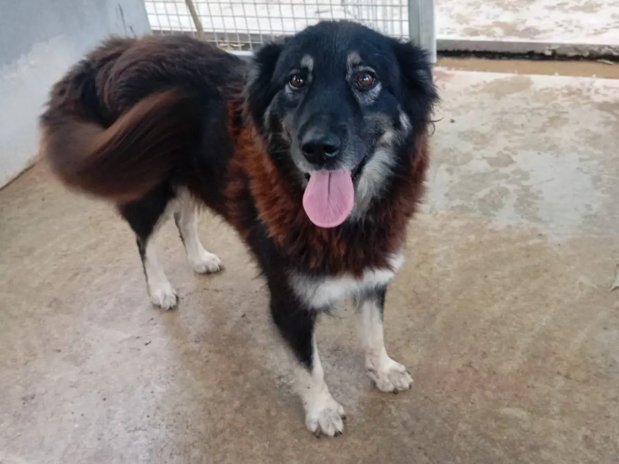 Adotta un cane, femmina, 7 anni e 11 mesi, Caserta