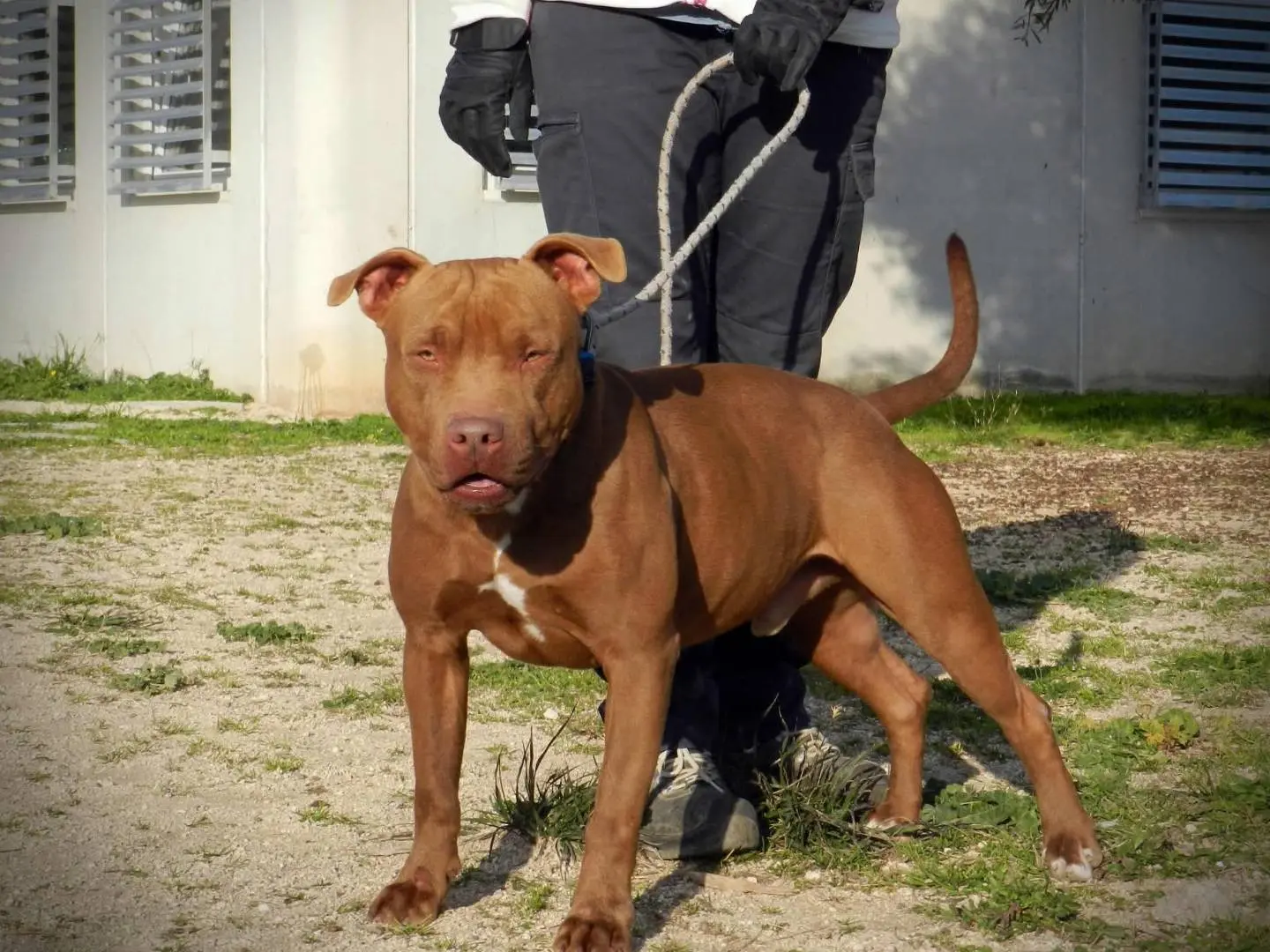 Adotta un cane, maschio, 7 anni e 3 mesi, Bari