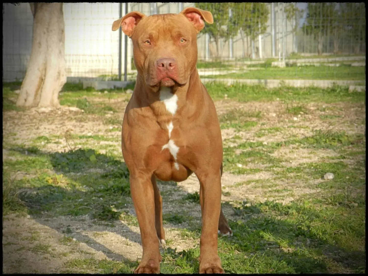 Adotta un cane, taglia grande, maschio, Bari
