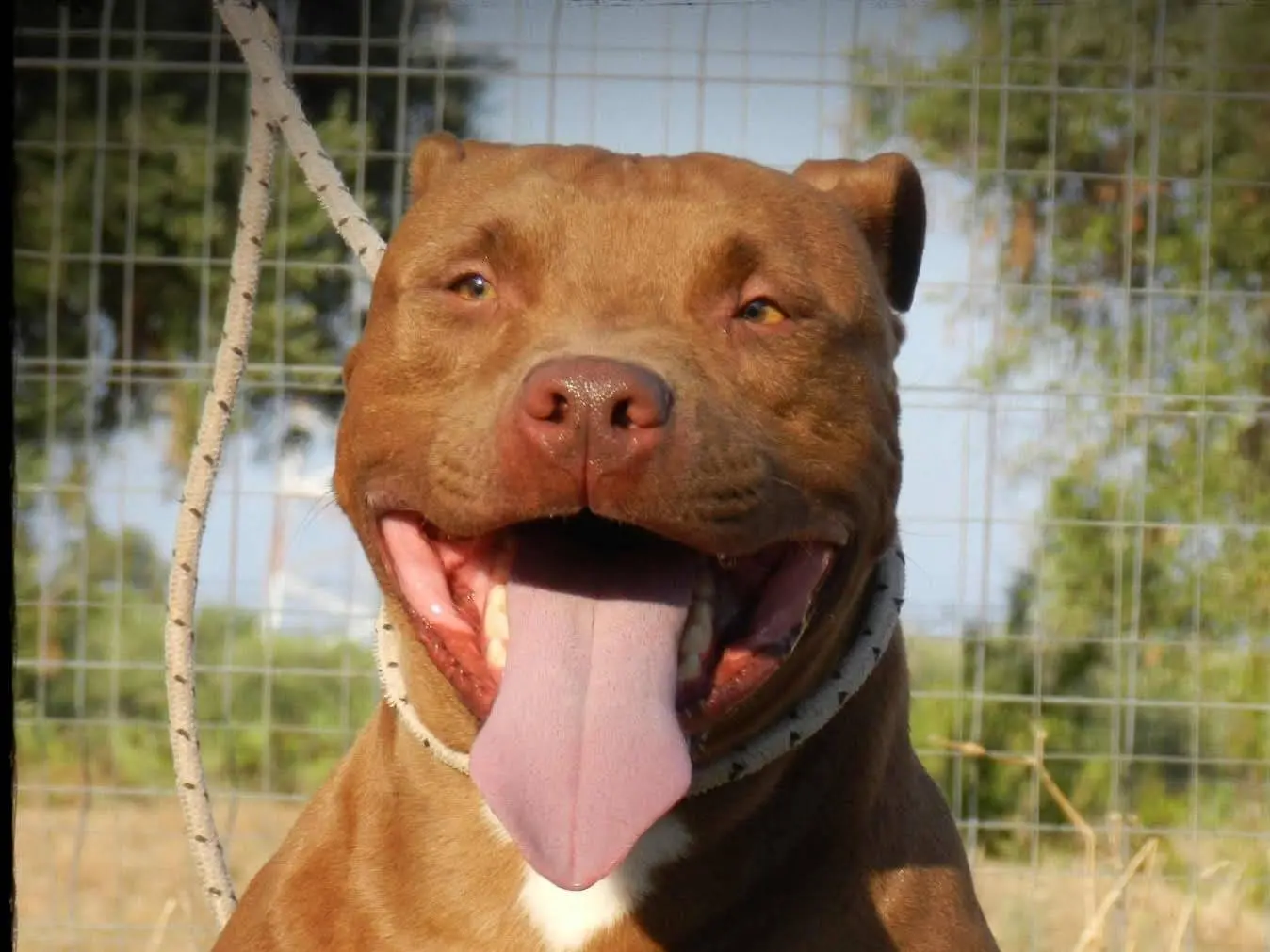 Adozione cane, maschio, Pitbull Razza sconosciuta, 7 anni e 3 mesi, taglia grande, Bari