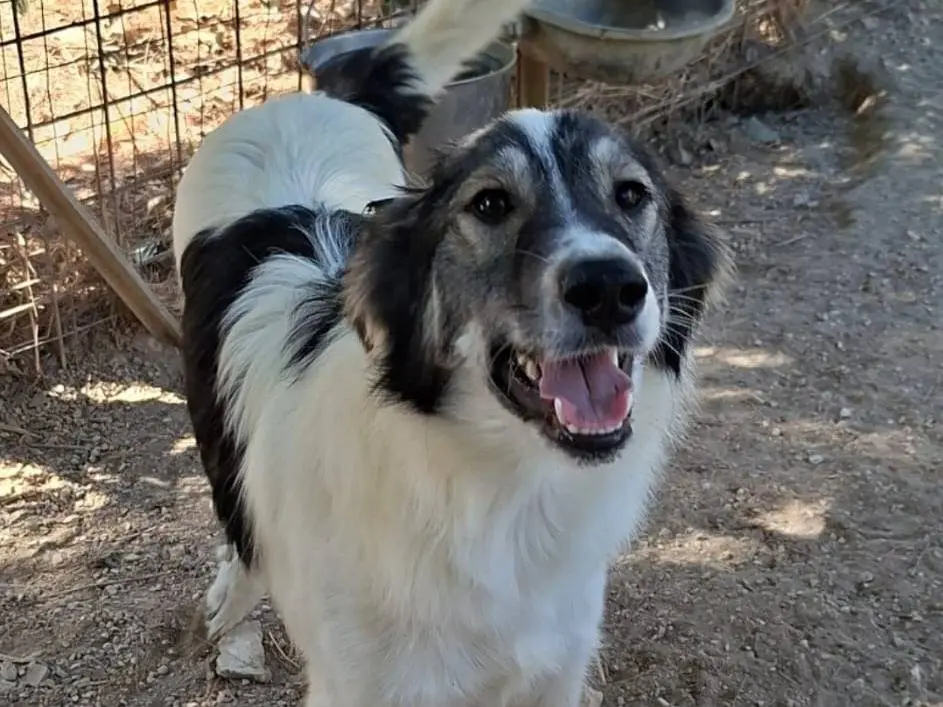 Adozione cane, maschio, Border Collie Razza sconosciuta, 7 mesi, taglia media, Biella