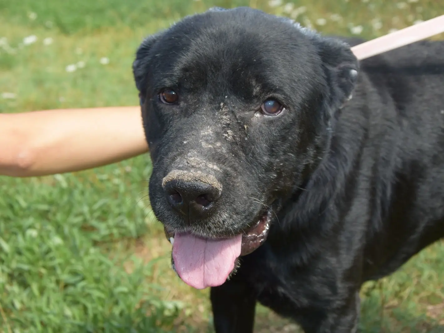 Adotta un cane, maschio, 7 anni e 8 mesi, Pescara