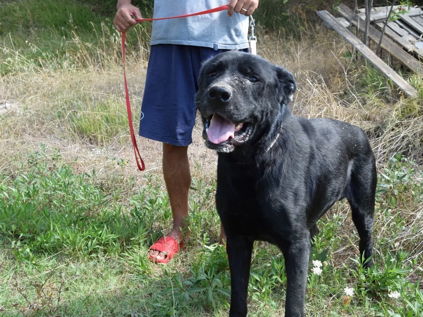 Adozione cane, maschio, Corso Razza sconosciuta, 7 anni e 8 mesi, taglia gigante, Pescara