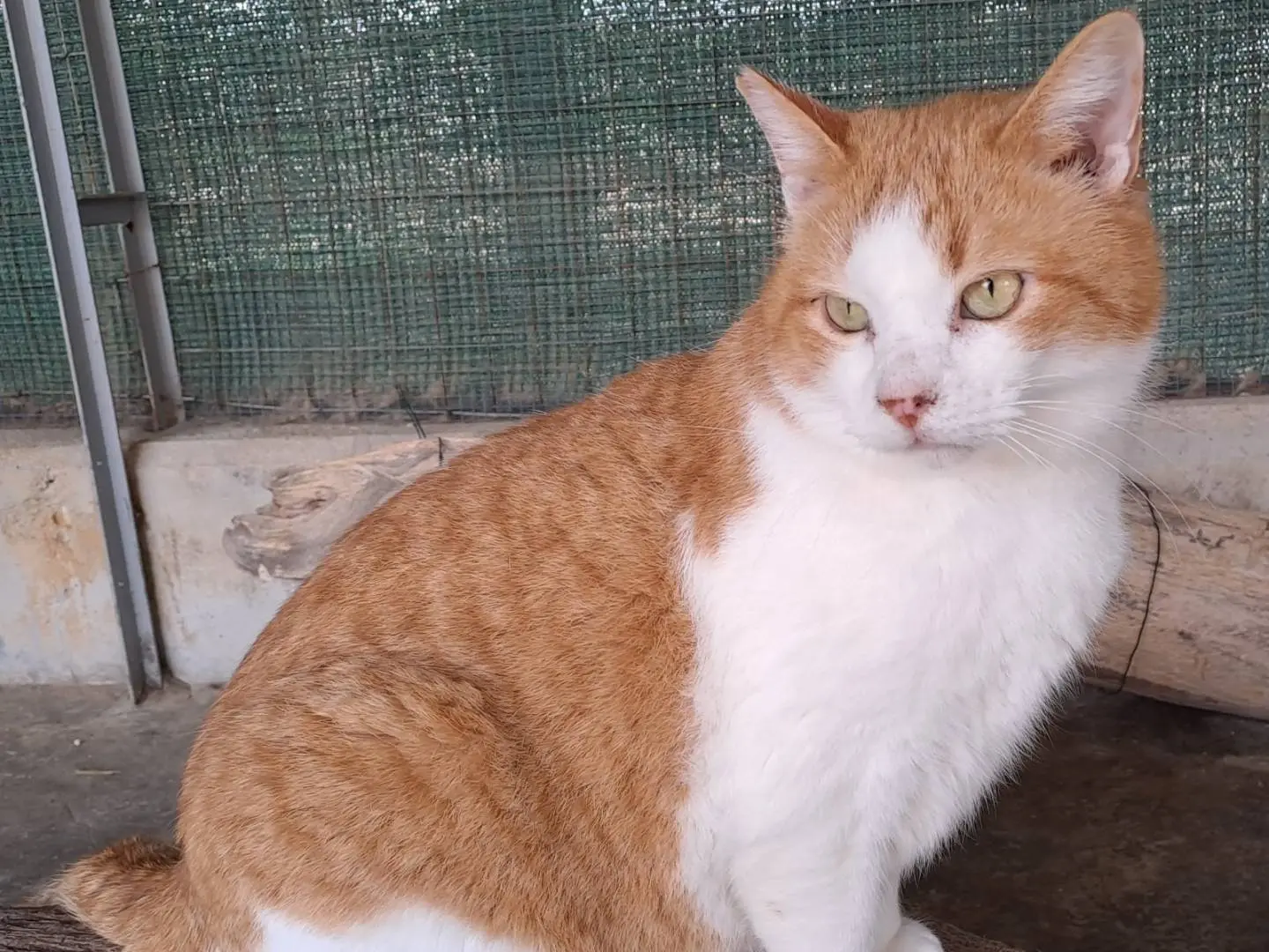 Vuoi adottare un gatto a Genova?