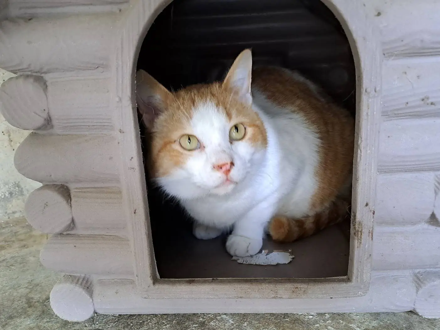 Adotta un gatto, femmina, 4 anni e 9 mesi, Genova