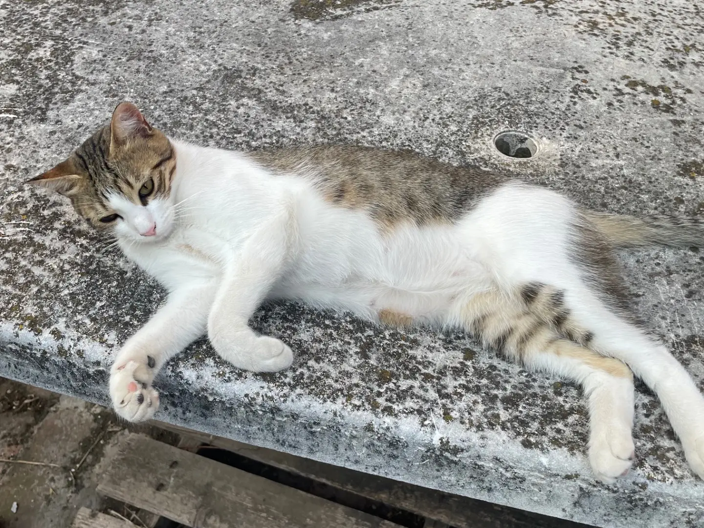 Adotta un gatto, femmina, 2 anni e 3 mesi, Roma