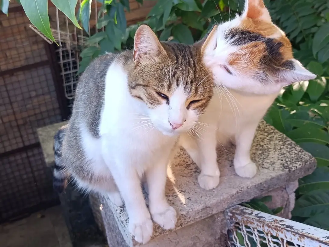 Adozione gatto, femmina, Razza sconosciuta Razza sconosciuta, 2 anni e 3 mesi, taglia non valida, Roma