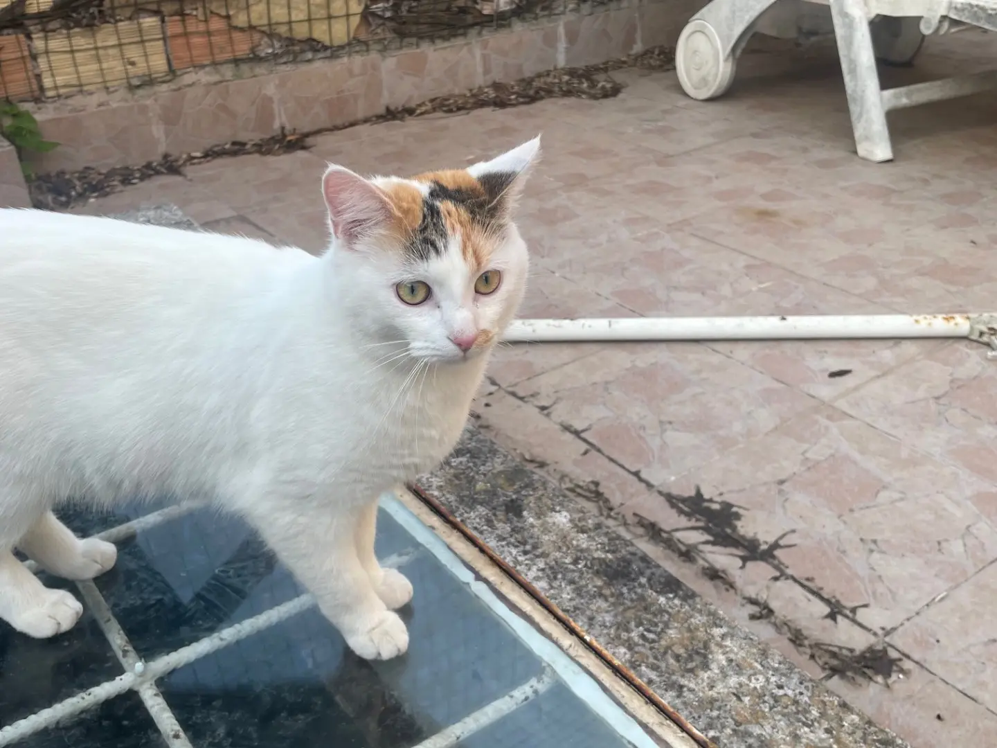 Adotta il gatto Caramella e Lola a Roma