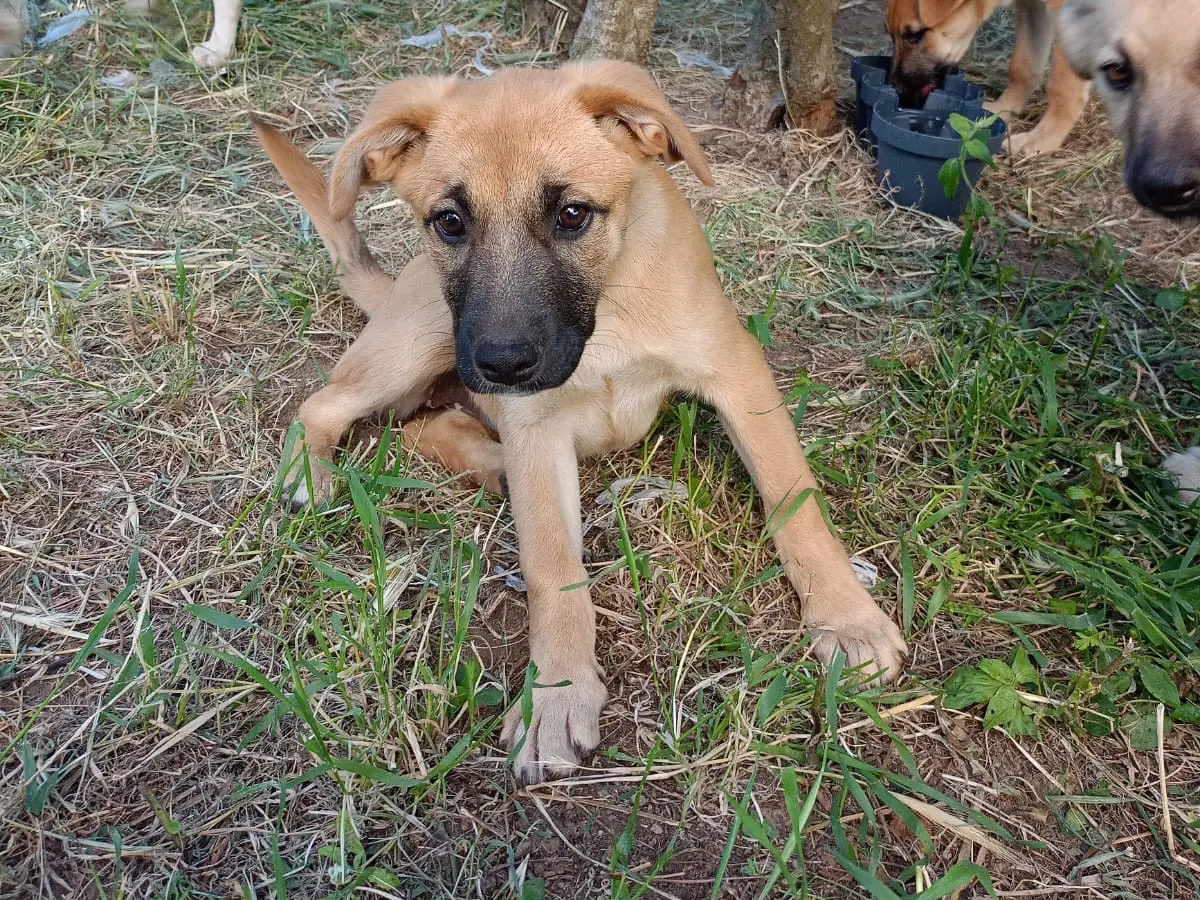 Adozione cane, maschio, Razza sconosciuta Razza sconosciuta, 8 mesi, taglia media contenuta, Avellino