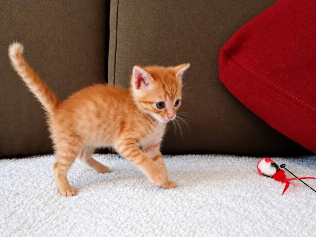 Adotta un gatto, taglia non valida, maschio, Catanzaro