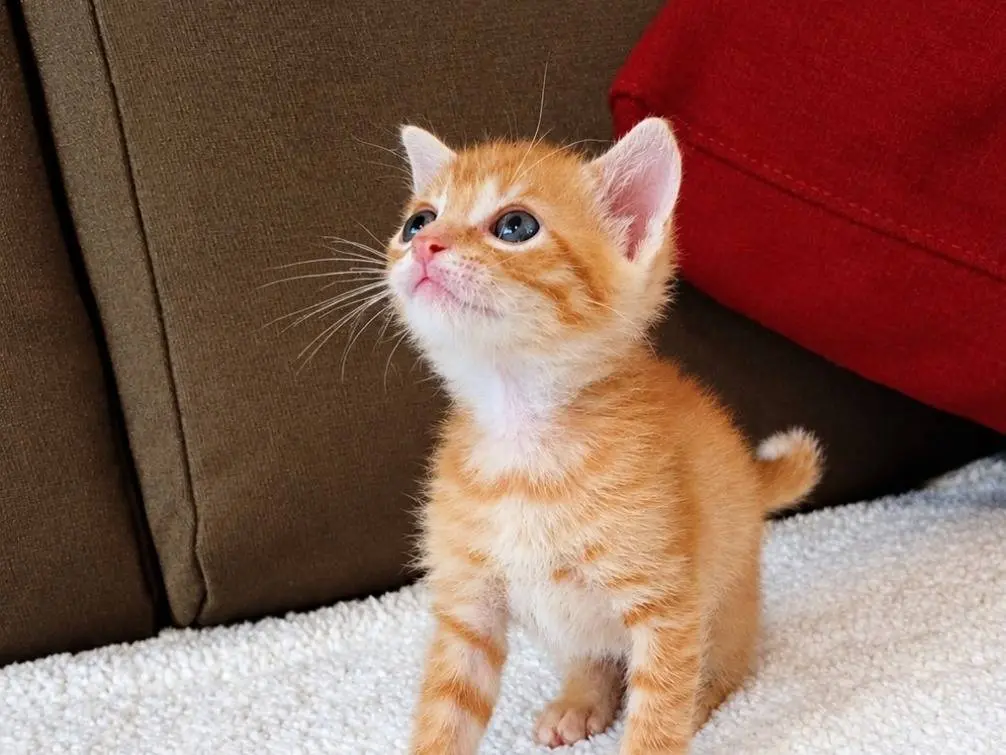 Adotta un gatto, maschio, 2 mesi, Catanzaro