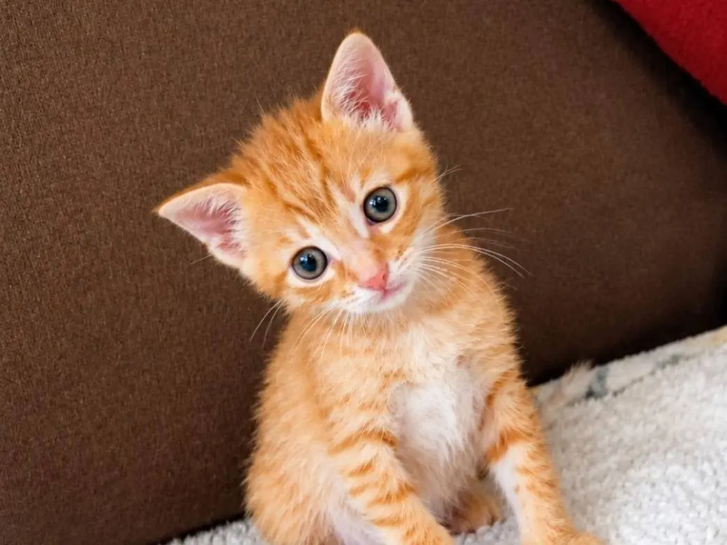 Adozione gatto, maschio, Razza sconosciuta Razza sconosciuta, 2 mesi, taglia non valida, Catanzaro