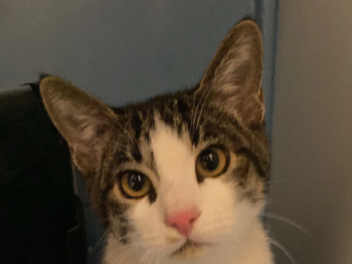 Adozione gatto, maschio, Razza sconosciuta Razza sconosciuta, 9 mesi, taglia non valida, Torino
