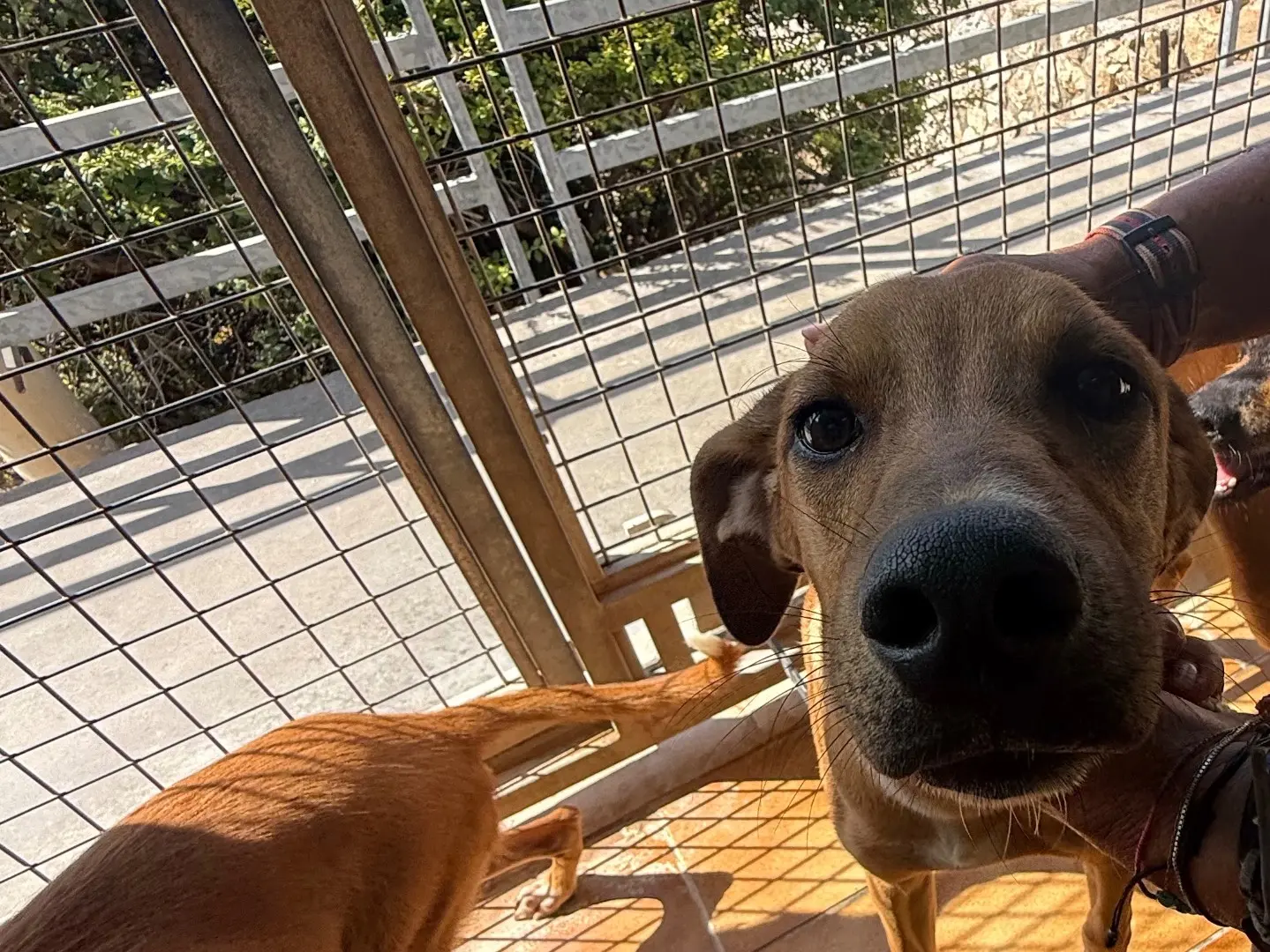 Adotta un cane, maschio, 8 mesi, Latina
