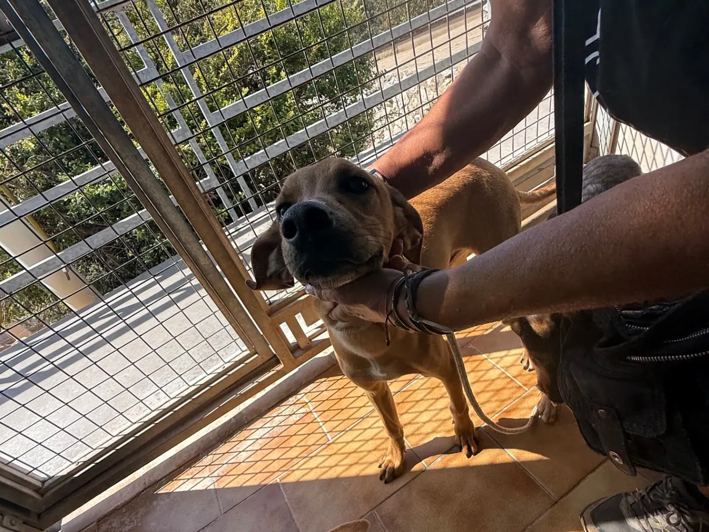 Adozione cane, maschio, Razza sconosciuta Razza sconosciuta, 8 mesi, taglia media contenuta, Latina