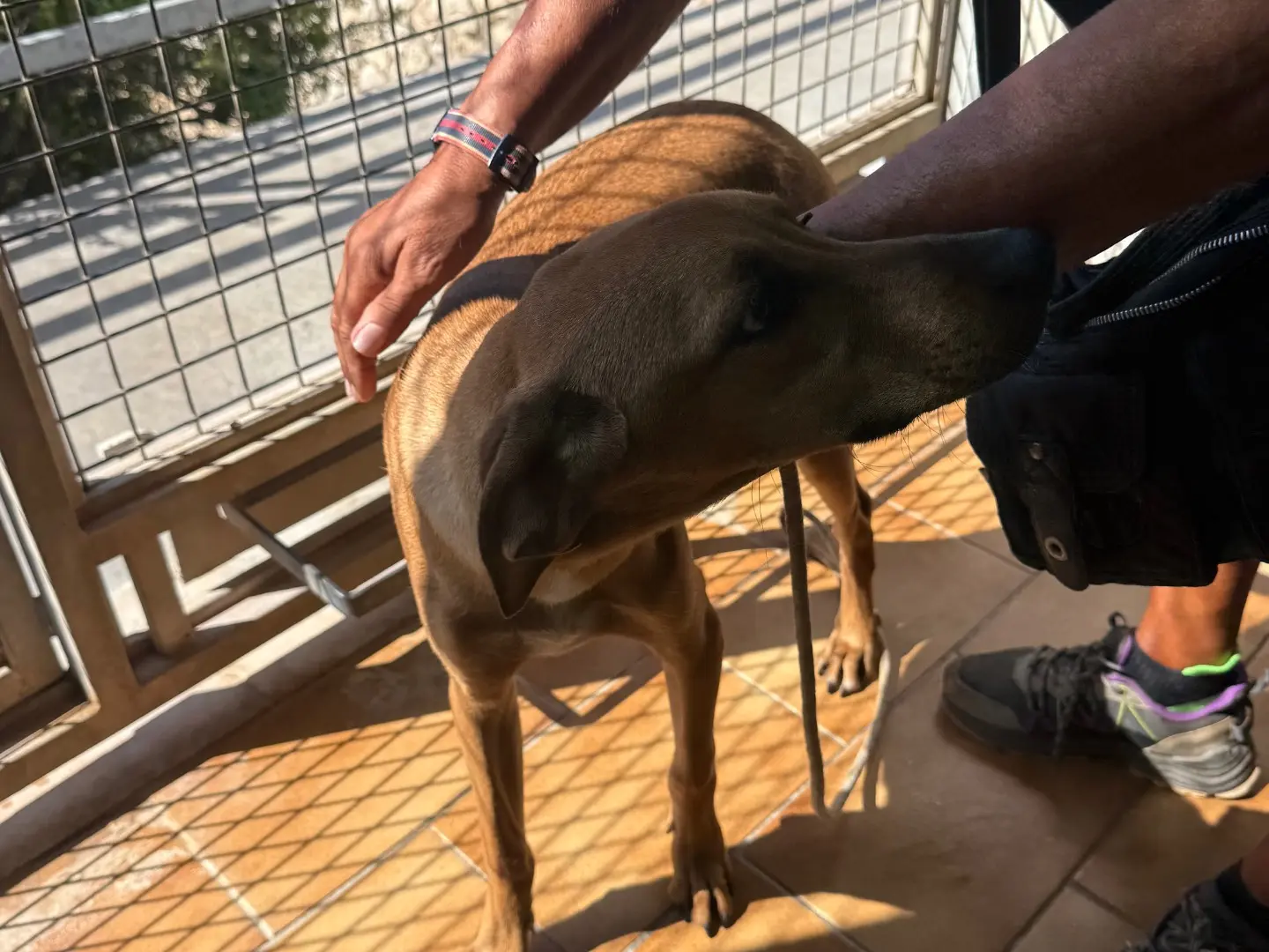 Adotta un cane, taglia media contenuta, maschio, Latina