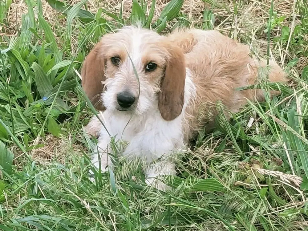 Adotta un cane, taglia media, maschio, Vibo
