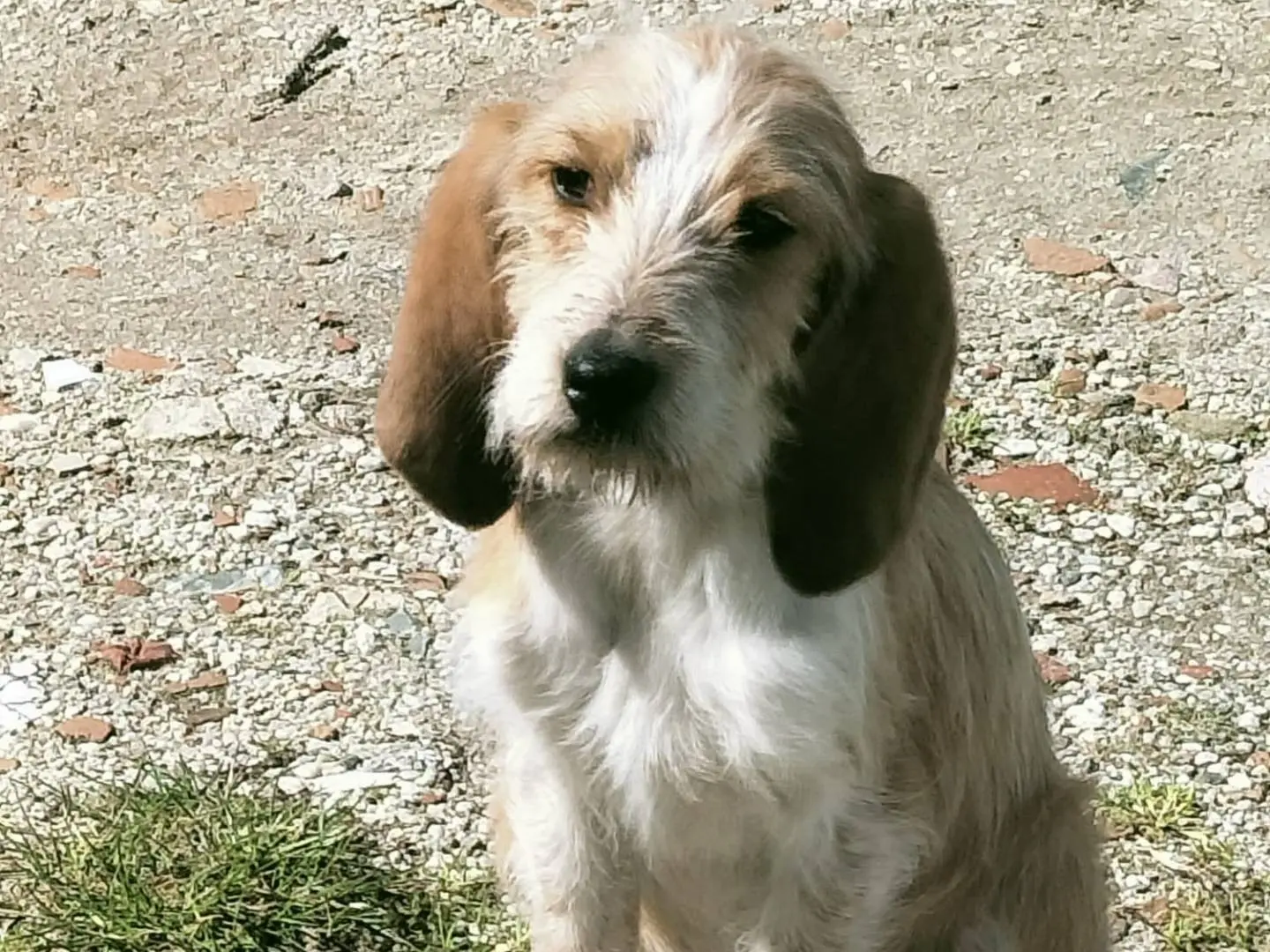 Adotta un cane, maschio, 10 mesi, Vibo
