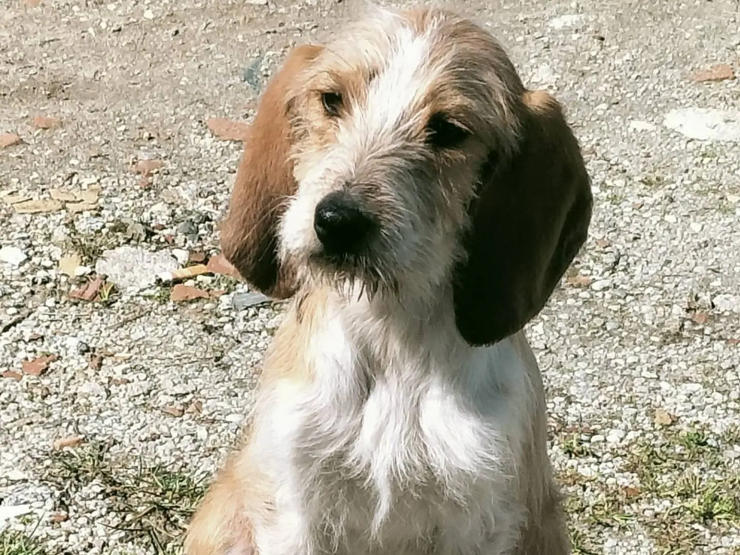 Adozione cane, maschio, Spinone Razza sconosciuta, 10 mesi, taglia media, Vibo