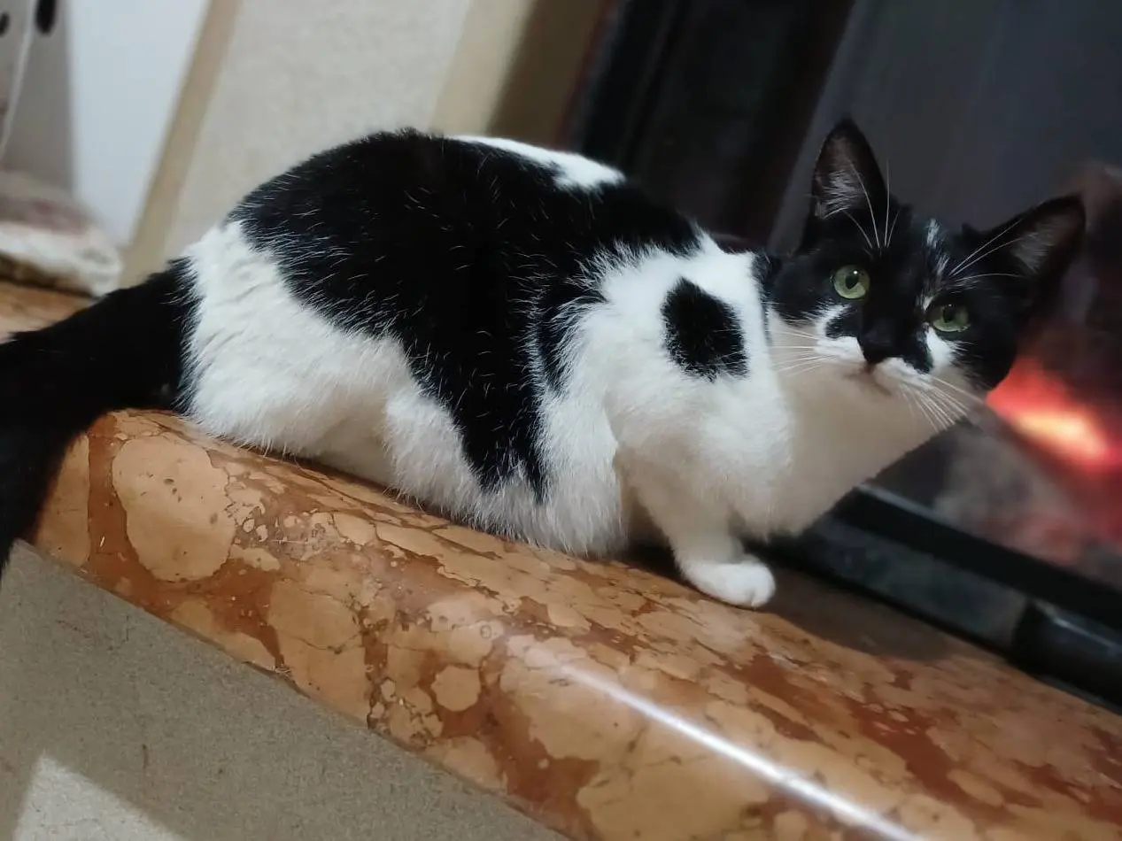Adotta il gatto Caramella a Taranto