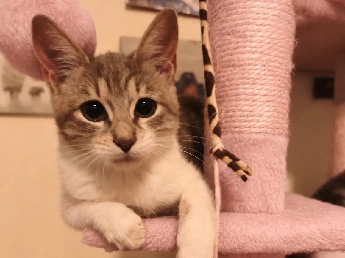 Adotta un gatto, femmina, 3 mesi, Latina