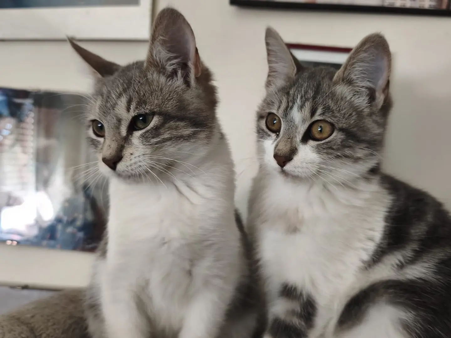 Vuoi adottare un gatto a Latina?