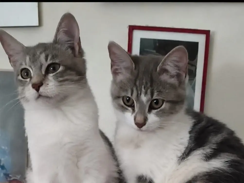 Adotta il gatto Thelma e Louise a Latina