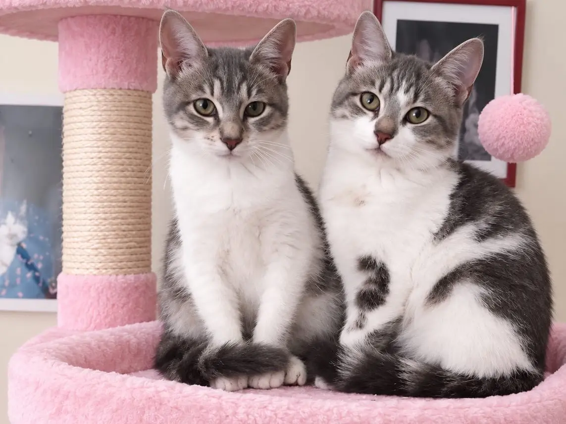 Adozione gatto, femmina, Razza sconosciuta Razza sconosciuta, 3 mesi, taglia non valida, Latina