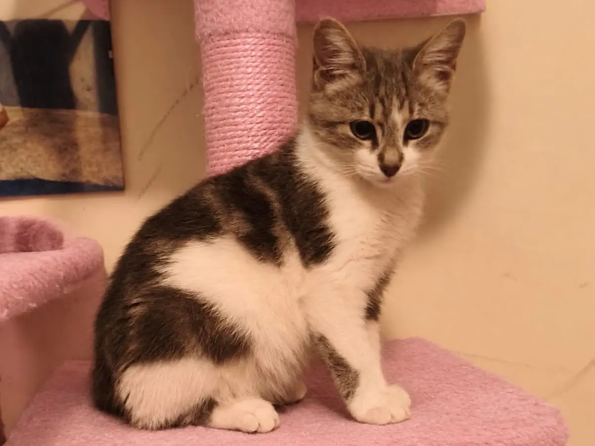 Adotta un gatto, taglia non valida, femmina, Latina