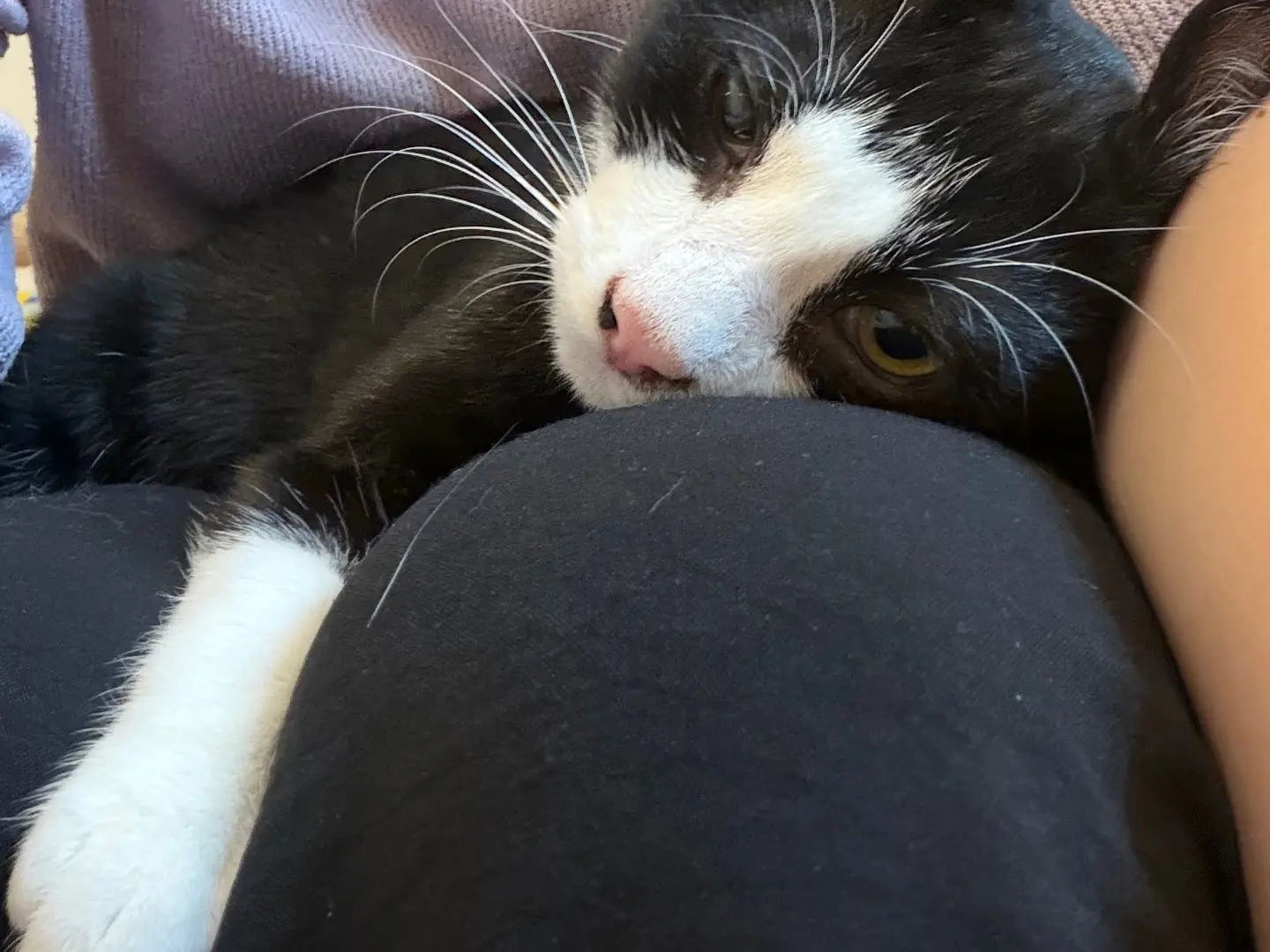 Vuoi adottare un gatto a Milano?
