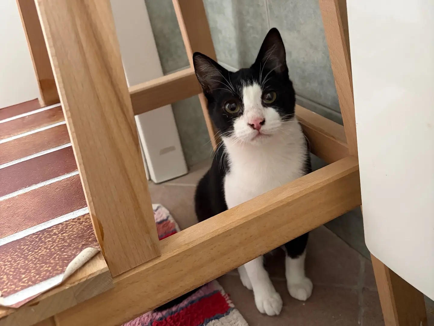 Adozione gatto, maschio, Razza sconosciuta Razza sconosciuta, 4 mesi, taglia non valida, Milano