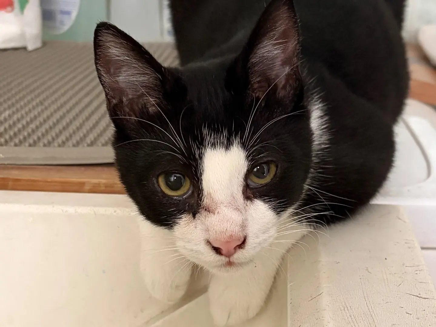 Adotta un gatto, taglia non valida, maschio, Milano