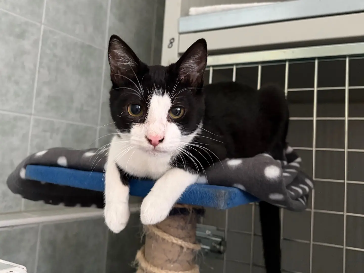 Adotta un gatto, maschio, 4 mesi, Milano