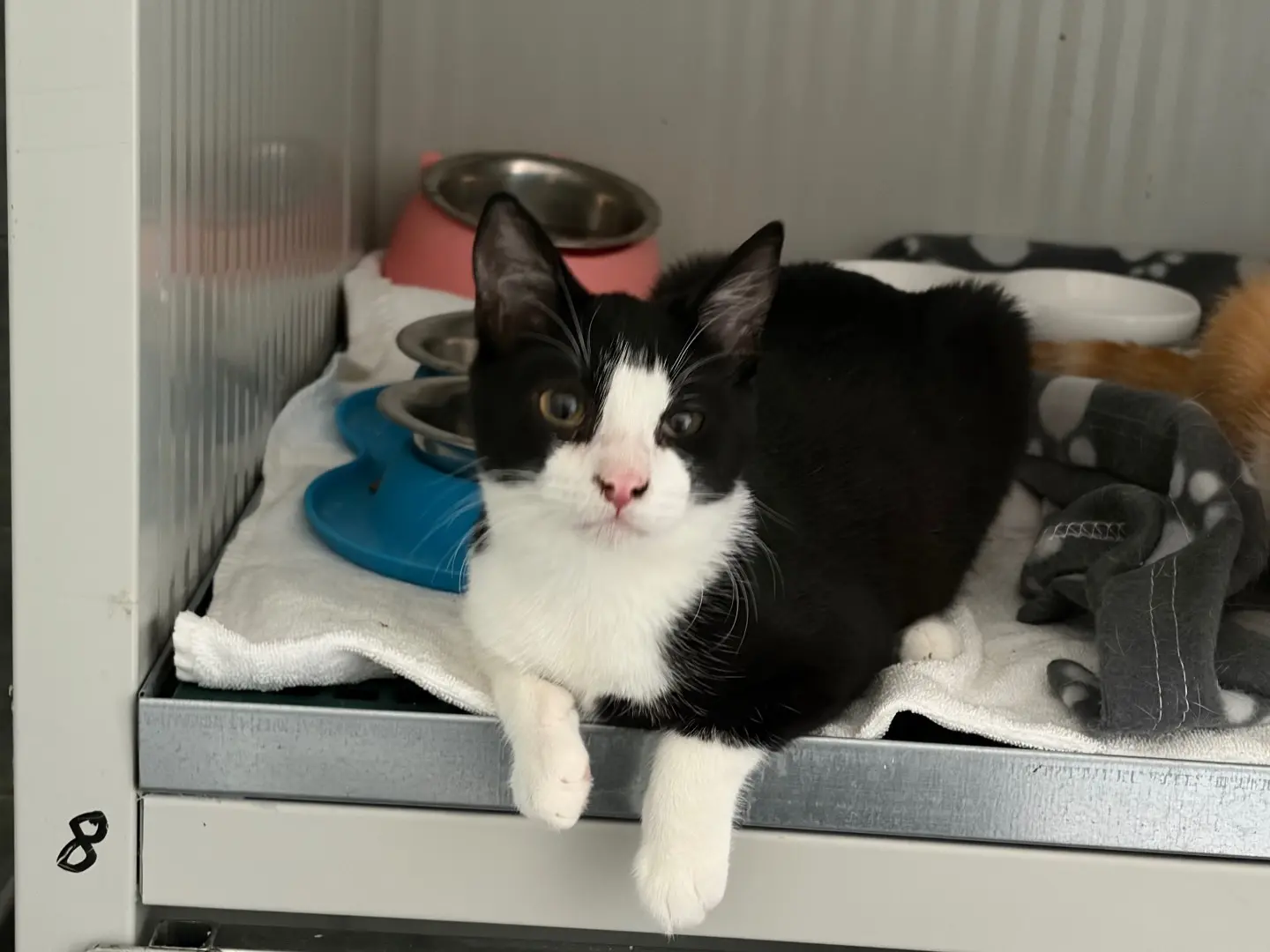 Adotta il gatto Ulisse a Milano