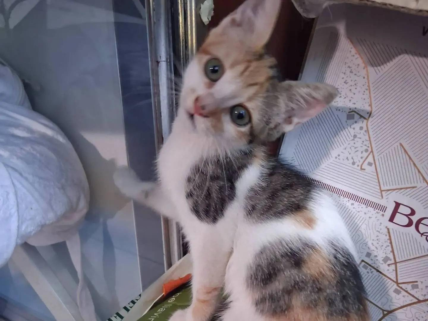 Adozione gatto, femmina, Razza sconosciuta Razza sconosciuta, 5 mesi, taglia non valida, Caserta