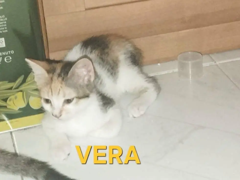 Adotta un gatto, femmina, 5 mesi, Caserta